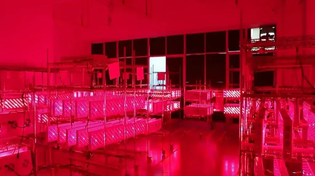 Medical Grade red light therapy device Manufacturer 26